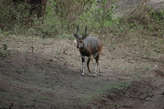 Tragelaphus sylvaticus