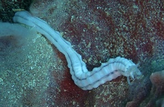 Synaptula