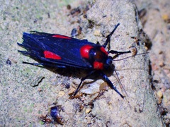 Cyana tettigonioides