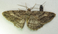 Neoalcis californiaria