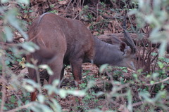 Tragelaphus sylvaticus