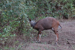 Tragelaphus sylvaticus
