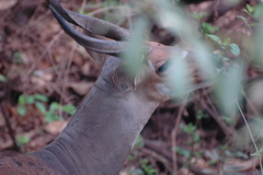 Tragelaphus sylvaticus