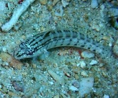 Parapercis lineopunctata