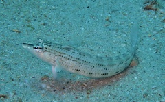 Parapercis lineopunctata