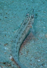Parapercis lineopunctata