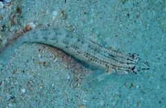 Parapercis lineopunctata