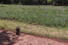 Numida meleagris coronatus