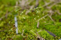 Funaria hygrometrica