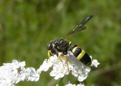 Cerceris rybyensis