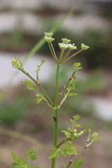 Kitagawia terebinthacea