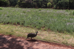 Numida meleagris coronatus