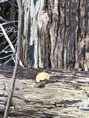 Crepidotus nephrodes