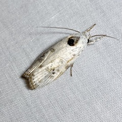 Arignota stercorata