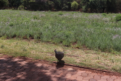 Numida meleagris coronatus