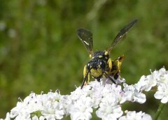 Cerceris rybyensis
