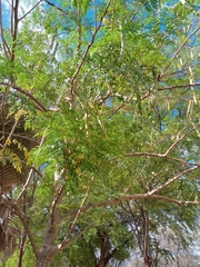 Moringa oleifera