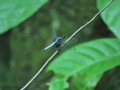 Erythrodiplax unimaculata