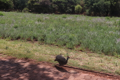 Numida meleagris coronatus