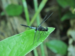 Erythrodiplax kimminsi