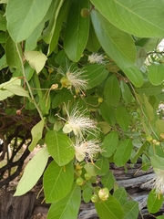 Cynophalla flexuosa