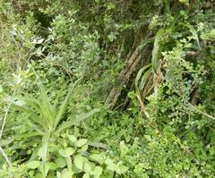 Dracaena aletriformis