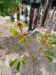 Handroanthus