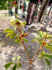 Handroanthus