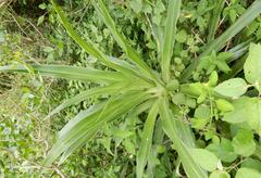 Dracaena aletriformis