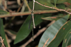 Pseudagrion ignifer
