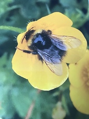 Bombus pratorum