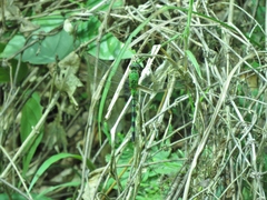 Erythemis vesiculosa