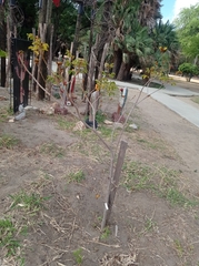 Handroanthus