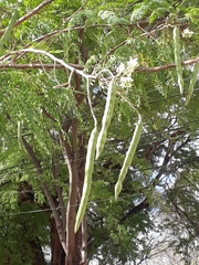Moringa oleifera