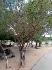 Fabaceae