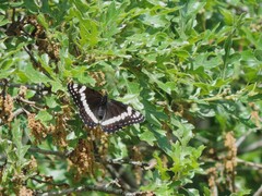 Limenitis weidemeyerii