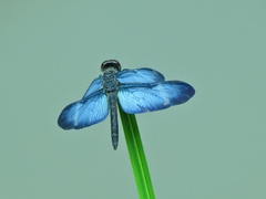 Zenithoptera lanei
