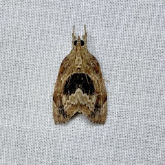 Crocidolomia suffusalis