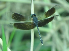 Erythrodiplax attenuata