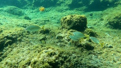 Pseudocaranx dentex