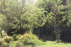 Bolusanthus speciosus
