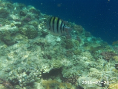 Abudefduf vaigiensis