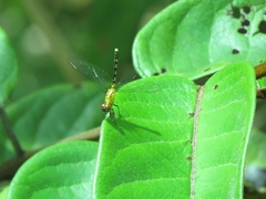 Erythrodiplax tenuis
