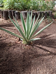 Agave
