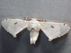 Penicillifera apicalis