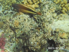 Paracirrhites forsteri