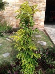 Magnoliopsida