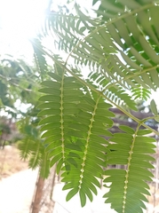 Fabaceae