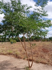 Fabaceae