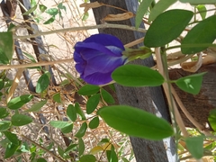 Fabaceae